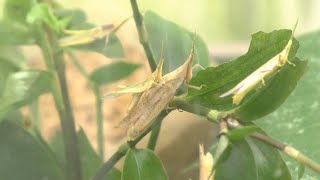 オンブバッタ：Prygomorphidae grasshopper (gaudy grasshoppers)