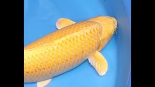 Gold fish called Yamabuki Ogon. 山吹黄金