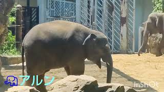 【🐘赤ちゃんぞう✨アルン】ママと枝を引っ張っりっこで負けたアルン😭でもそのあと、ミルクがもらえたよ😂📆2023年6月4日