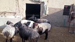 quetta goat farm (1)