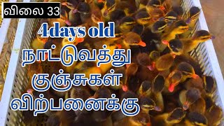 நாட்டு வாத்து  குஞ்சுகள் விற்பனைக்கு / minimum order 500/Rs 33 piece/what's app 8489448093/