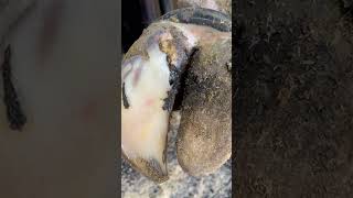 Should I wash this hoof?  Full video…..”This is a Biggie”