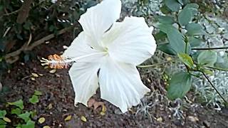 white hibiscus