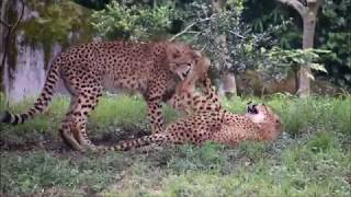 多摩動物公園の動物たち 2019年9月5日 Tama Zoo