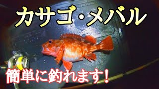 カサゴ・メバルはムチャクチャ簡単に釣れます！　広島の海でメバリング　初心者釣り方講座　2020年12月28日釣行　100種釣りチャレンジ中！19/100