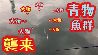 【巨大な青物魚群が襲いかかる！！】和歌山マリーナシティー釣り堀で、キビナゴをエサに釣りをしてみた☆ Japan fishing