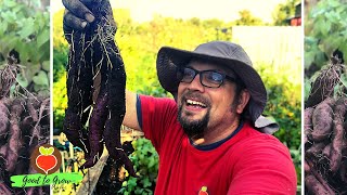 Purple Sweet Potato Harvest: This Store Bought Sweet Potato is AMAZING! Even in Zone 5 Wisconsin!