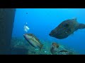 【八丈島・神湊港】切り身に群れる○○【水中映像で学ぶ釣り】