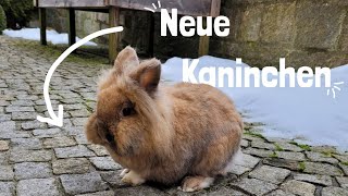 Zwei neue Kaninchen ziehen ein🐰🤍