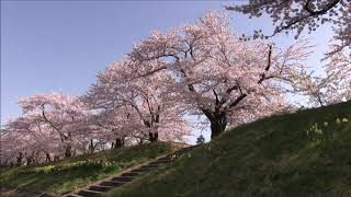 【旅エイター】★桜前線『桧木内川堤・ビデオ映像③』　秋田県仙北市・一人旅