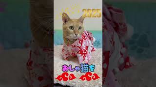 晴れ着で ご挨拶💕🎍😸🎍💕 #ねこ動画 #アテレコ #ネコメディー #保護猫 #猫のいる暮らし #猫のいる生活 #おしゃべりな猫たち #おしゃ猫