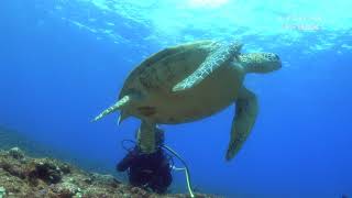 沖永良部アオウミガメの食事