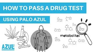 HOW TO PASS A DRUG TEST IN 24 HOURS | USING PALO AZUL TEA (Urine Test)