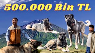 25 Köpek 200 Koyun 200 Kanatlı Hayvan ile 12 Ay Boyunca Dağda Yaşayan Aile