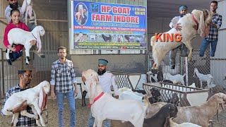 HP Goat Farm Indore Hyderabadi kapla All category Goats Available Haroon bhai ke Pass