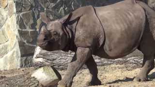 Nosorożec indyjski, Indian rhinoceros | DinoAnimals.pl