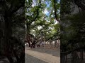 Largest Banyan Tree in North America / Maui #shorts #hawaii #maui #tree #satisfying #asmr #nature