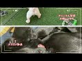 いたずらをして怒られるさくら　ラブラドールレトリバー　黒ラブ　子犬