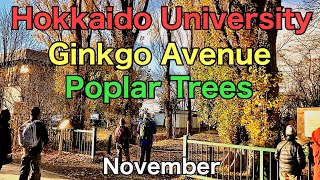 Hokkaido University .Ginkgo Avenue .Poplar Trees .November from Japan