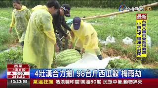 4壯漢合力搬!98台斤西瓜躲梅雨劫