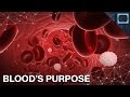 Why Do We Have Blood? Why Do We Have Blood?