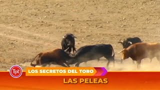 Toros de Fuente Ymbro Peleando