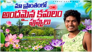 Lotus Flowers : మా ప్రాంతంలో దొరికే కమలం పువ్వులు చాలా రకాల తామర పువ్వులు