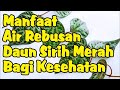 Manfaat Air Rebusan Daun Sirih Merah untuk Kesehatan