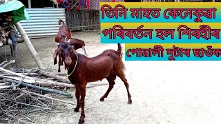 চাৰি মাহত শিৰহীৰ পোৱালী দুটাৰ স্বাহিস্তৰ কেনেকুৱা পৰিৰ্তণ আহিল