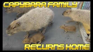 Capybara family returns home