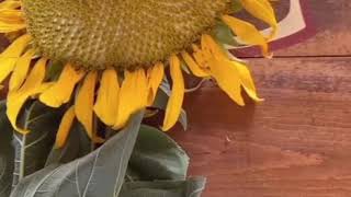 Grilled sunflower head (troll video)