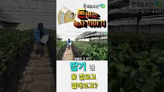 [한국농수산TV] 돈버는 농사이야기 -딸기편 꽃잘오고 열매 커지고