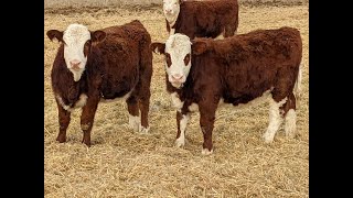 Donalda Farming Co. 2021 Simmental X Hereford Heifer Calves