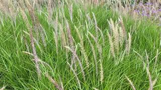 Pennisetum Fairy Tails