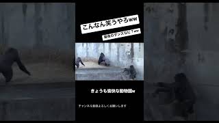 走り方がもはや人間なゴリラ。今日も愉快な動物園w #ゴリラ#動物#animals #爆笑