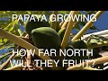 GROWING A PAPAYA TREE? , How far north will they fruit?