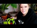 propagating common u0026 uncommon houseplants propagation experiment update