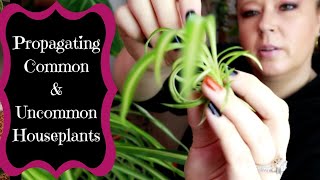 Propagating Common \u0026 Uncommon Houseplants / Propagation Experiment Update!