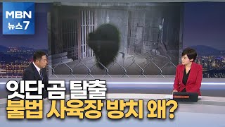 [뉴스추적] 곰 불법 사육장 방치 왜?…끊이지 않는 불법 증식 [MBN 뉴스7]