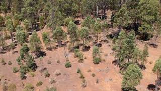 Pinjarra Western Australia 280119