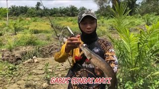 SAMBAR SAMBARAN GANAS 🔥 | CASTING GABUS SUNGAI MATI #gabus #spiningfishing #daiwa