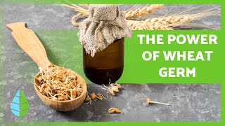 BENEFITS of WHEAT GERM 🌾💚 (Properties, Uses, and Considerations)