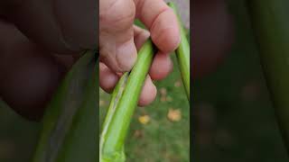 catalpa tree beans... such tiny seeds!