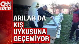 Kar yağarsa arılar kış uykusuna geçebilecek