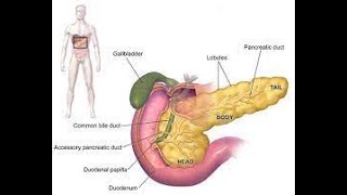 33.Ανατομία και φυσιολογία του παγκρέατος