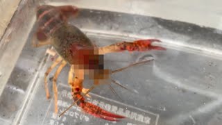 突然変異ザリガニ