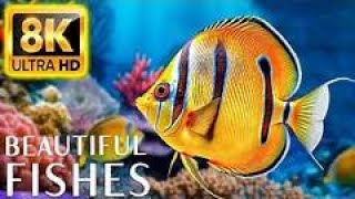Deep sea Fish Relaxing video  Beautiful fishes  Ultra HD 1080p
