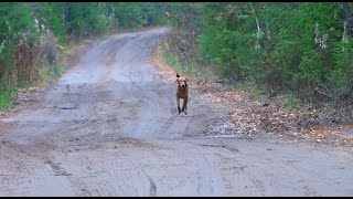 МУЗЫКА ГОНА.Русская гончая Лайма ВПКОС 6936/24 вл. Шатров В.А.#охотасгончей#собака  #топ #hunting