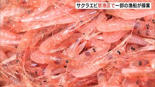 サクラエビ禁漁区で一部の漁船が操業（静岡）