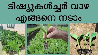 ടിഷ്യുകൾച്ചർ വാഴ നടുന്നത് എങ്ങനെ / Planting of tissue culture banana